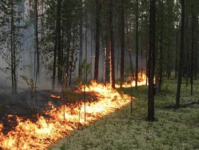 Пожары бушуют в Харьковской области