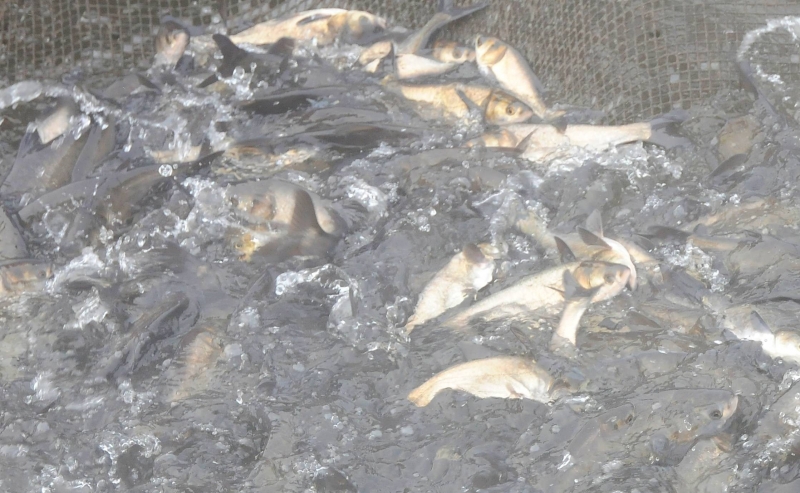 На Харьковщине массово уничтожают рыбу