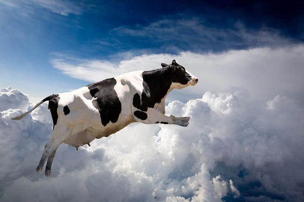 На Харьковщине женщина пыталась заставить корову летать