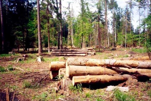 Скоробагач: Мы требуем ужесточить наказание за незаконную вырубку леса