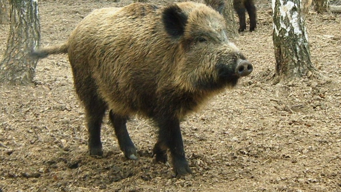Любители свинины надолго останутся без мяса