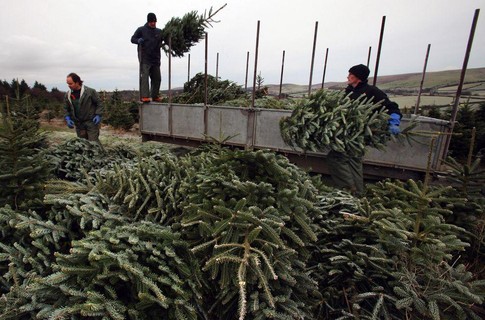 Харьковчане купили в десять раз меньше новогодних елок