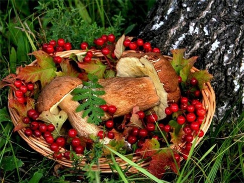 Харьковчане подсели на грибы и ягоды