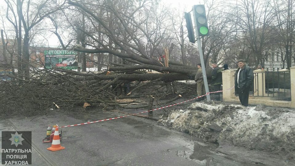 В центре Харькова рухнуло большое дерево (ФОТО)