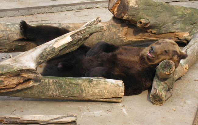 Медведи устроили весенние танцы в Харьковском зоопарке (ВИДЕО)