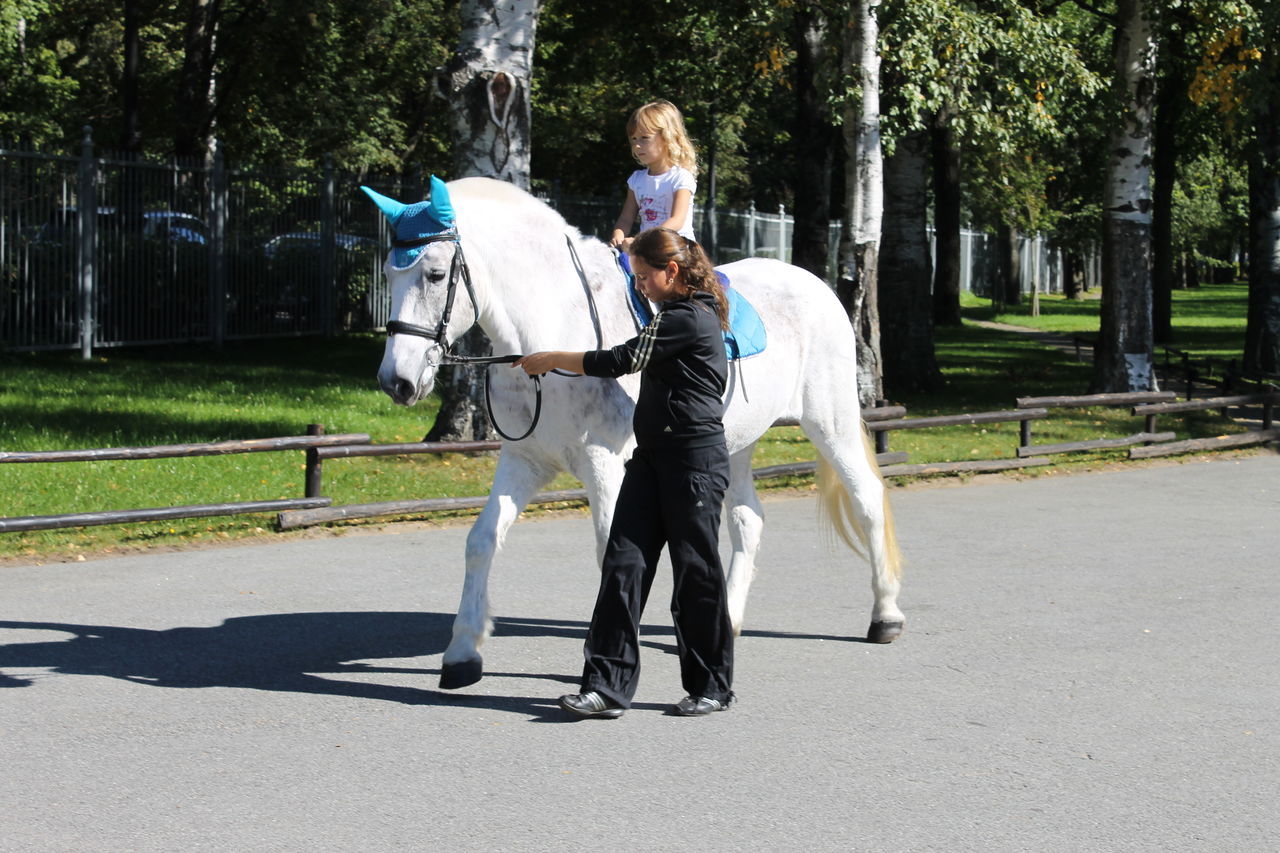 Лошадка в парке. Покататься на лошади в парке. Лошадь в парке. Дети катаются на лошадях в городе. Лошади напрокат.
