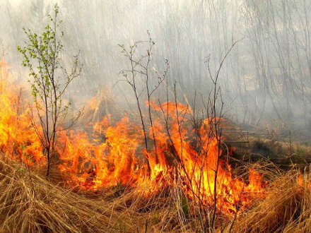 Крупные пожары произошли на Харьковщине