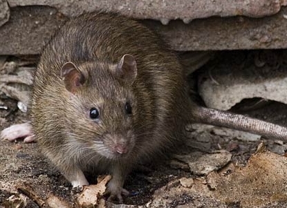 В Харькове во время прогулки на ребенка напала крыса