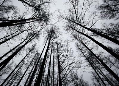 Трагедия в Харькове: мужчина пошел в лес и погиб