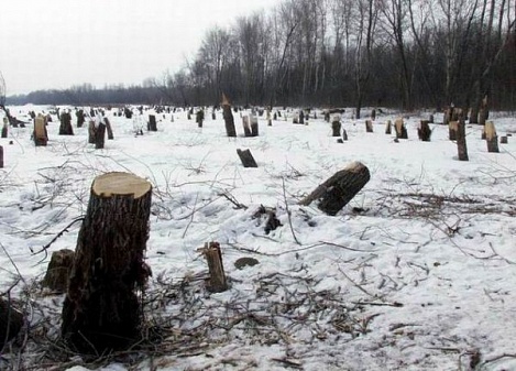 В Харькове уничтожают деревья (фото)