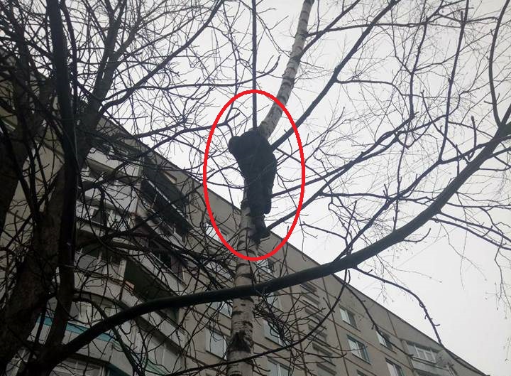 В Харькове парень сильно рисковал, забравшись на березу во дворе многоэтажки