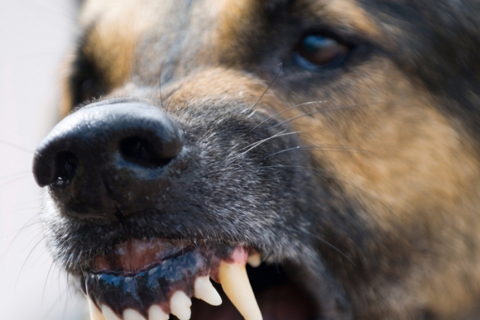 В Харькове разгорелся скандал из-за неуправляемой собаки
