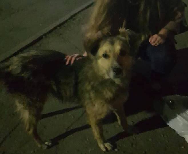 Бродячая собака спасла девушку от преступника в Харьковской области (фото)