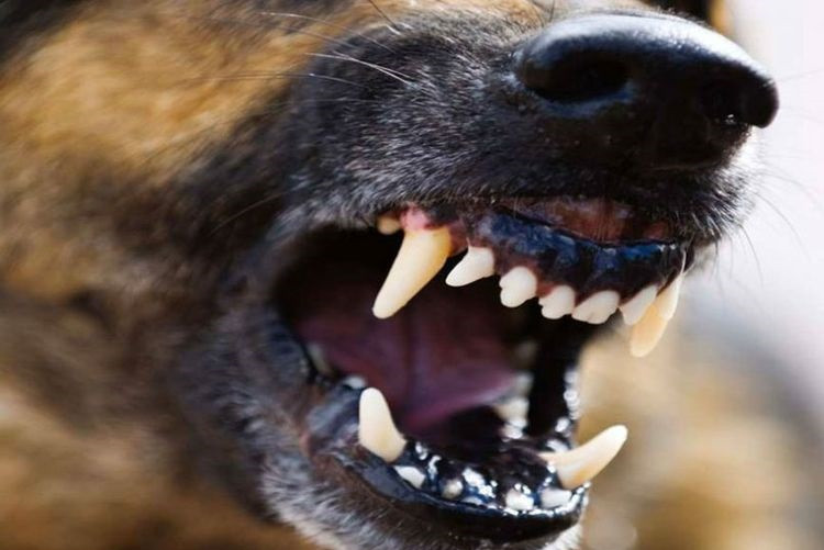 В Харьковской области собака укусила ребенка за лицо