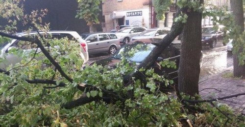В Харькове упало несколько деревьев