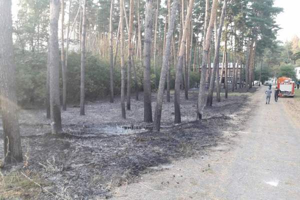 Борьба с огнем продолжается. На Харьковщине вторые сутки спасают от пожара хвойный лес (фото)