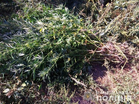 На Харьковщине в огороде обнаружили неожиданное растение (фото)