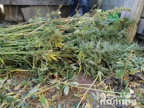 Жителя Харьковской области накажут из-за пестрого огорода