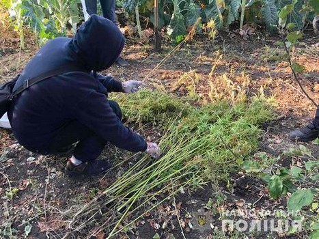 Огородника из Харьковщины заставили сдать выращенное на экспертизу (фото)