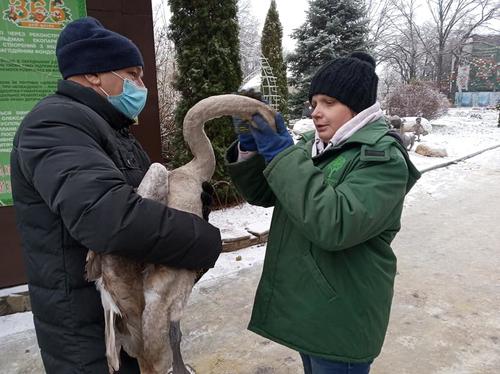 Лапы сковал лед. Жители Харьковщины спасли от гибели большую птицу (фото)