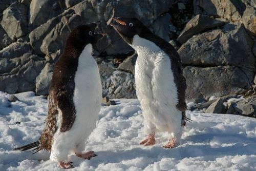 Как живут в Антарктике и почему нельзя приручать пингвинов. Харьковчанка провела экскурсию по полярной станции (видео, фото)