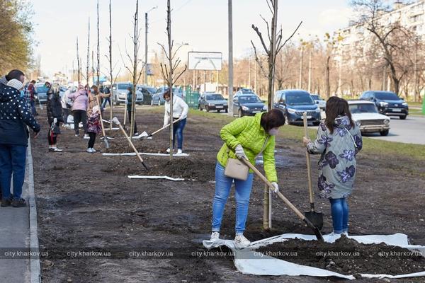 Вместо парковки – деревья. В Харькове появилась новая зеленая аллея (фото)