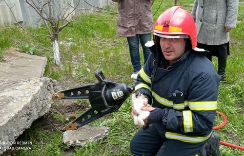 На Харьковщине спасатели помогли необычному пострадавшему 