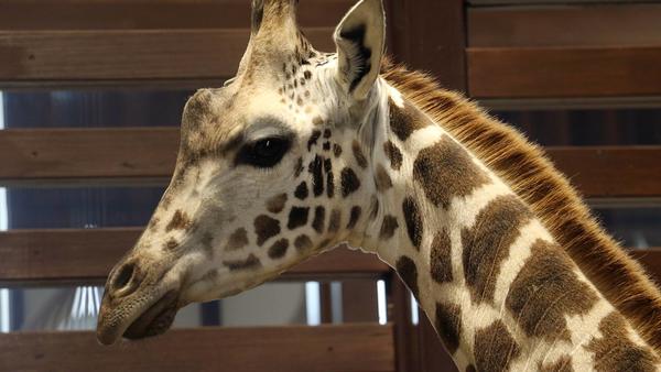 Особенный день. В Харьковском зоопарке рассказали, как встретили жирафа (фото, видео)