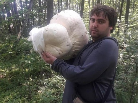 Мужчина нашел огромный гриб в лесу под Харьковом (фото)