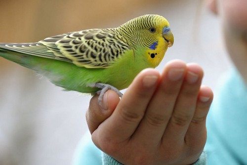 Корм для попугаев: о рационе и выборе