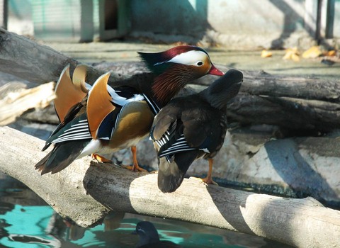 В Харьковском зоопарке переселили самых красивых птиц в мире (фото, видео)