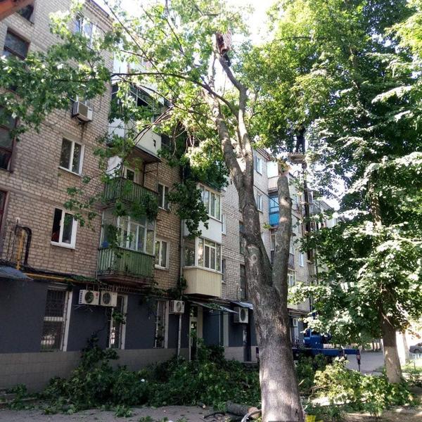 Выбиты стекла и рамы. В Харькове на дом упало дерево (фото, видео)