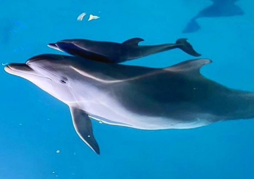 В Харькове родился очередной дельфиненок (фото)