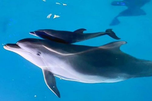 Стало известно, как назвали дельфинов, недавно родившихся в Харькове (фото)