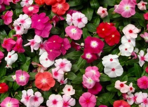 В харьковском сквере высадят тысячи цветов