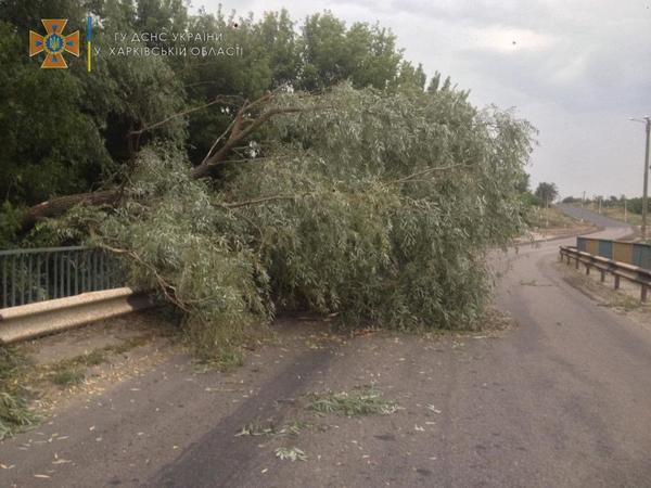 В Харьковской области дерево упало на дом (фото)