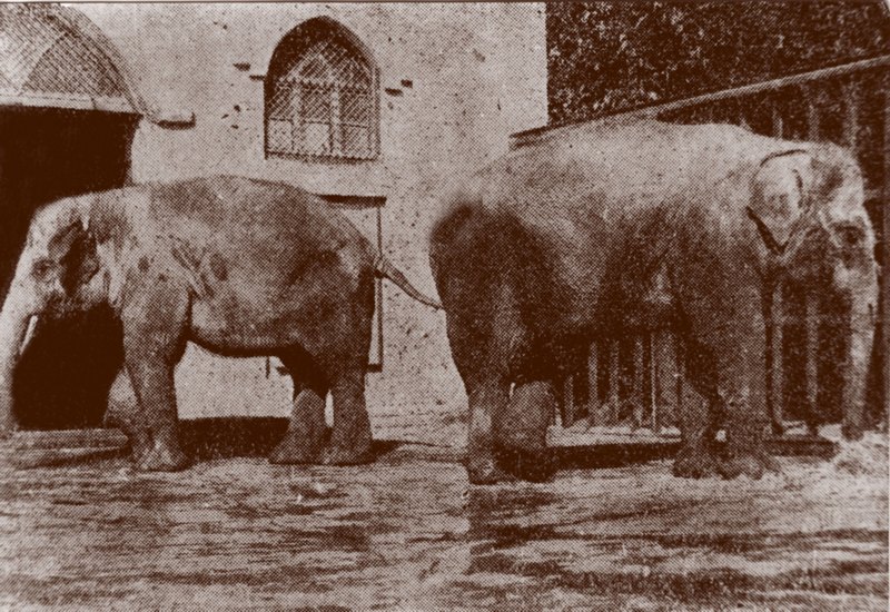 Первые харьковские слоны. Мока и Ямбо - Город Х