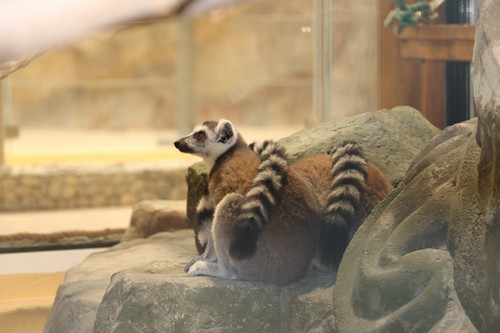 Альфа-самка Коша и ее сородичи поселились в харьковском зоопарке (фото, видео)