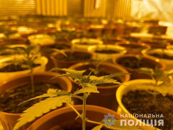 В Харькове у иностранца отобрали «элитные растения» (фото)
