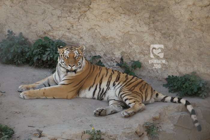Харьковский зоопарк, тигр Елисей