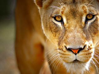 Харьков в XXI веке. 26 августа - в зоопарке погибла львица