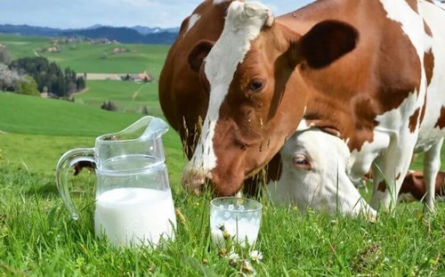 Харьковские фермеры сократили производство молока