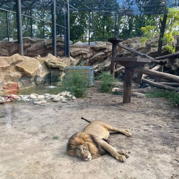Харьковский зоопарк будут каждую неделю закрывать для посетителей: в чем причина