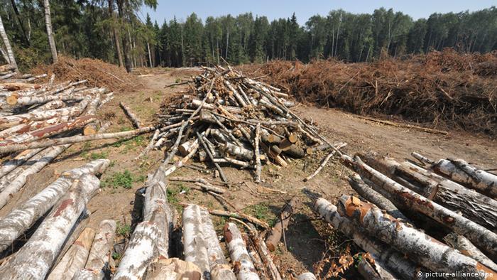 Миллионы за деревья: лесорубов из Харьковщины заставили оплатить огромный штраф