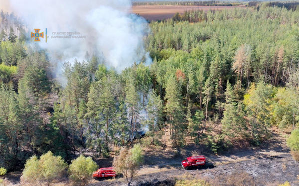 ЧП на Харьковщине: гектары леса охватило пламенем (фото)