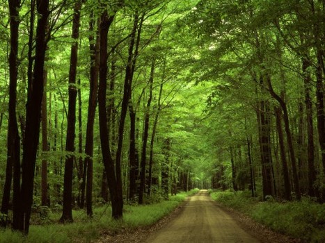 Высаживаем или вырубаем: ситуация с лесами на Харьковщине