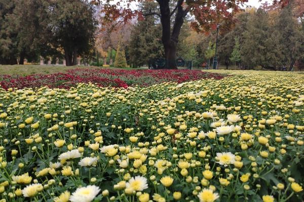 Хризантемы в саду Шевченко