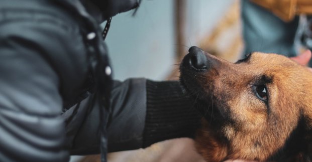 Харьковчане могут взять покровительство над бездомными животными