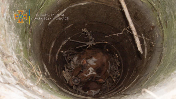 Происшествие на Харьковщине: домашнее животное сутки пролежало под землей (фото)