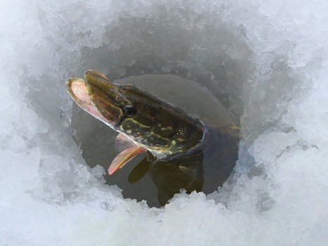 запрет на рыбалку в харьковской области